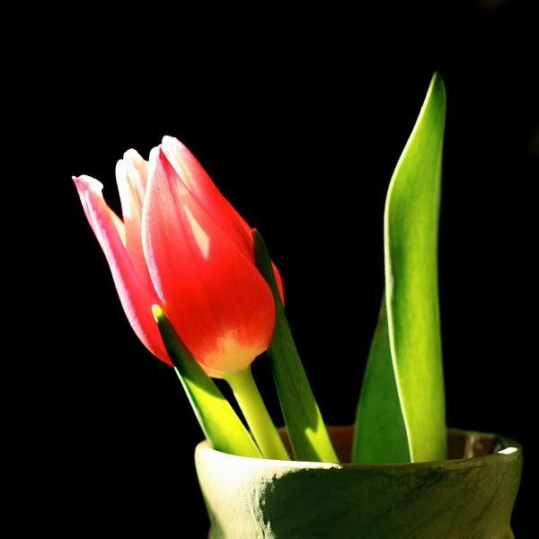 IMG_3169 copy.jpg - Tulip in Vase